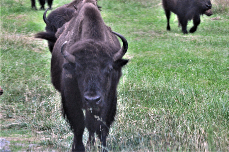 bison herd